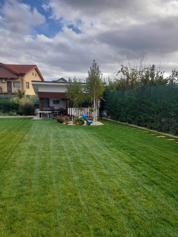 Descoperă tipurile de gard viu potrivite pentru nevoile tale, de la specii mereu verzi la cele cu flori spectaculoase. Află cum să alegi gardul viu ideal.