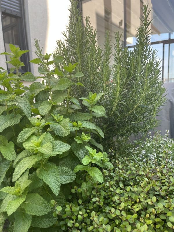 Plante mediteraneene pentru grădina ta – frumusețe și rezistență