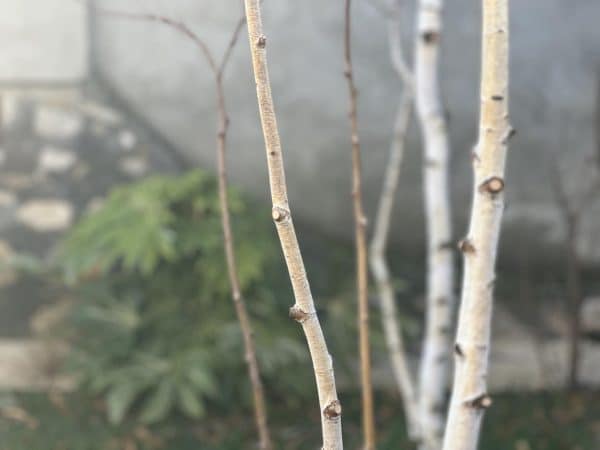 bettula pendula iarna-studio garden