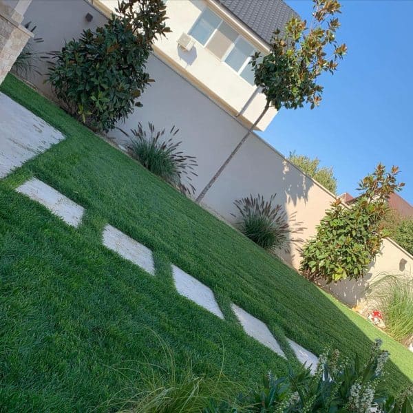 Magnolia grandifora suerba in gradina ta