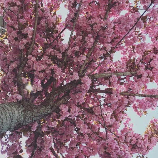 Copaci Ornamentali cu Creștere Rapidă: Top 10 Specii