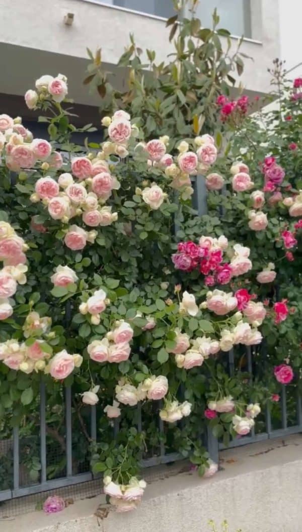 flori cataratoare toata vara, ingrijire flori cataratoare