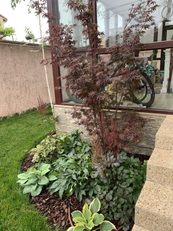 Plante-Perene-pentru-Umbra-Alege-Plantele-Potrivite