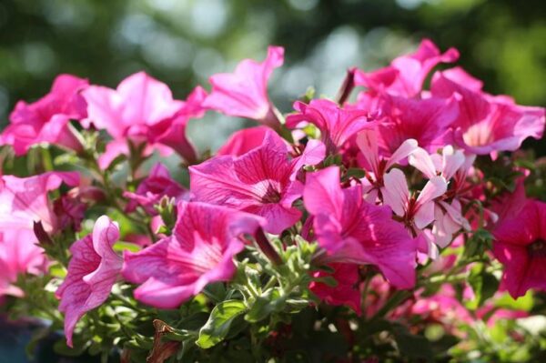 Cum să ai Petunii Spectaculoase Toată Vara