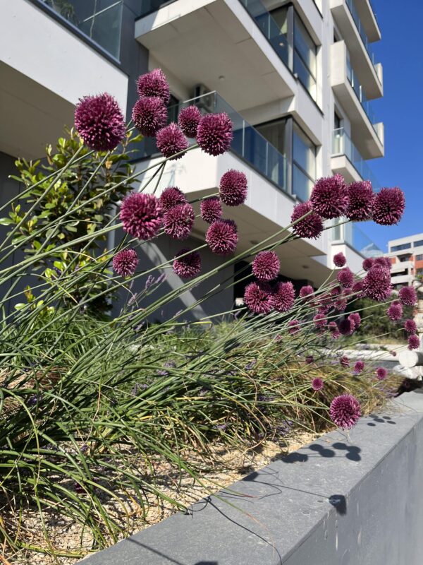 Grădinile urbane: trendul verde care schimbă orașele