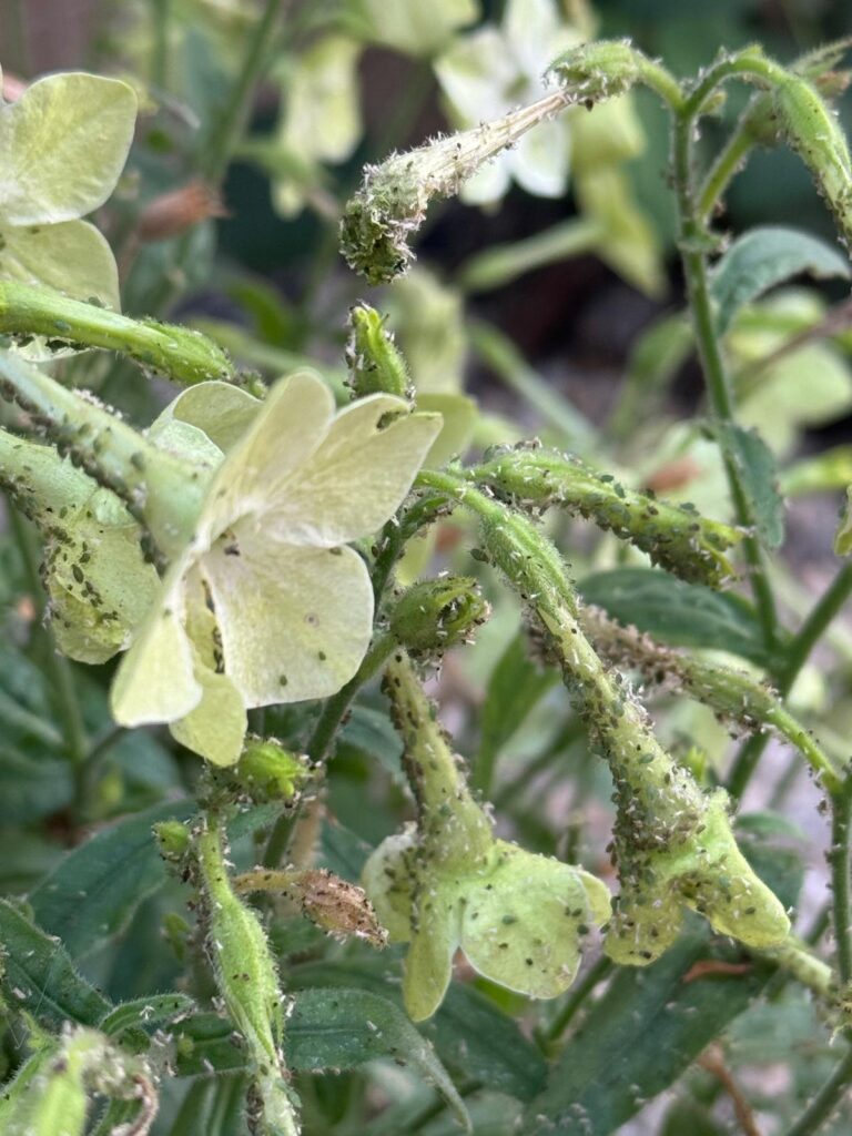 afide-la-plante-combatere-prevenire