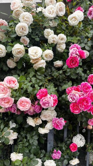 cand se planteaza trandafirii