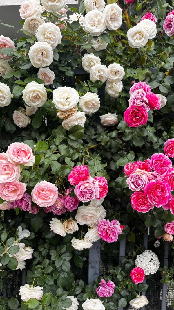 cand se planteaza trandafirii