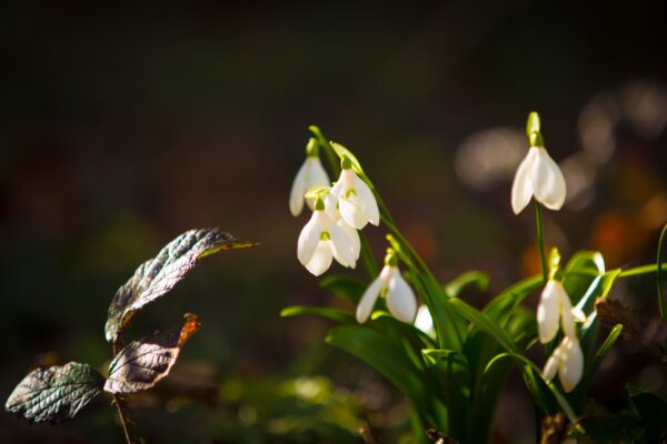 ce flori apar primavara