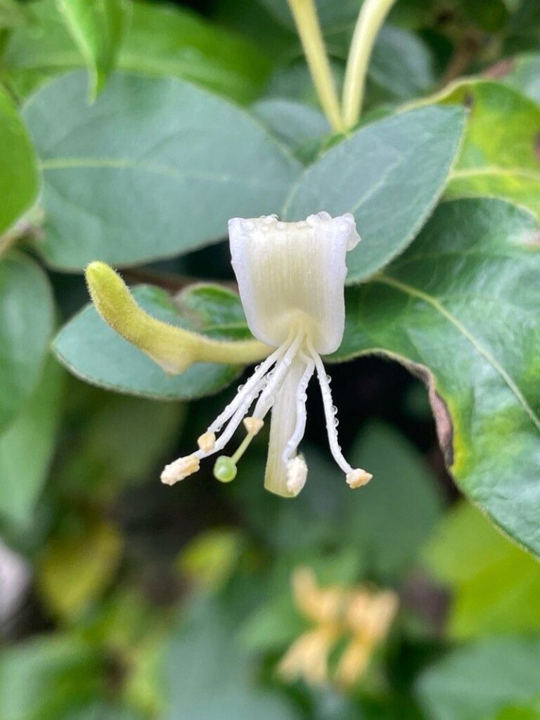 florile lunii mai Mana Maicii Domnului