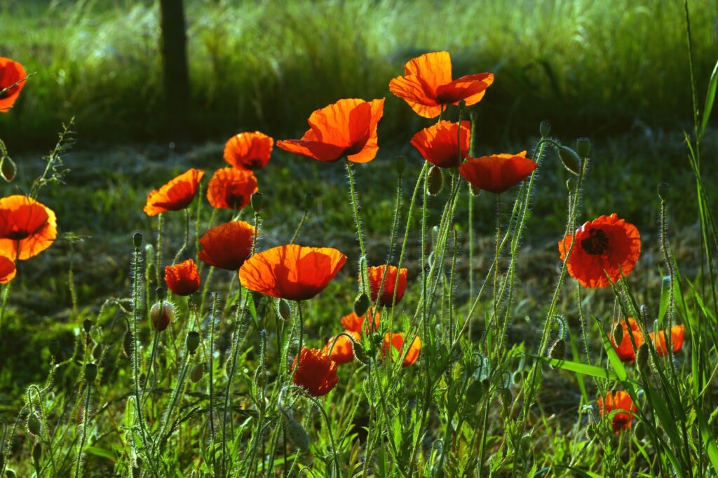 florile lunii mai - macii