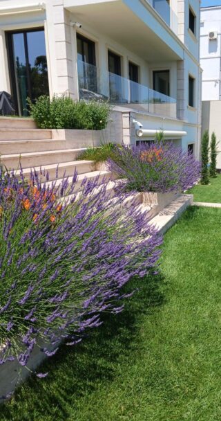 lavanda