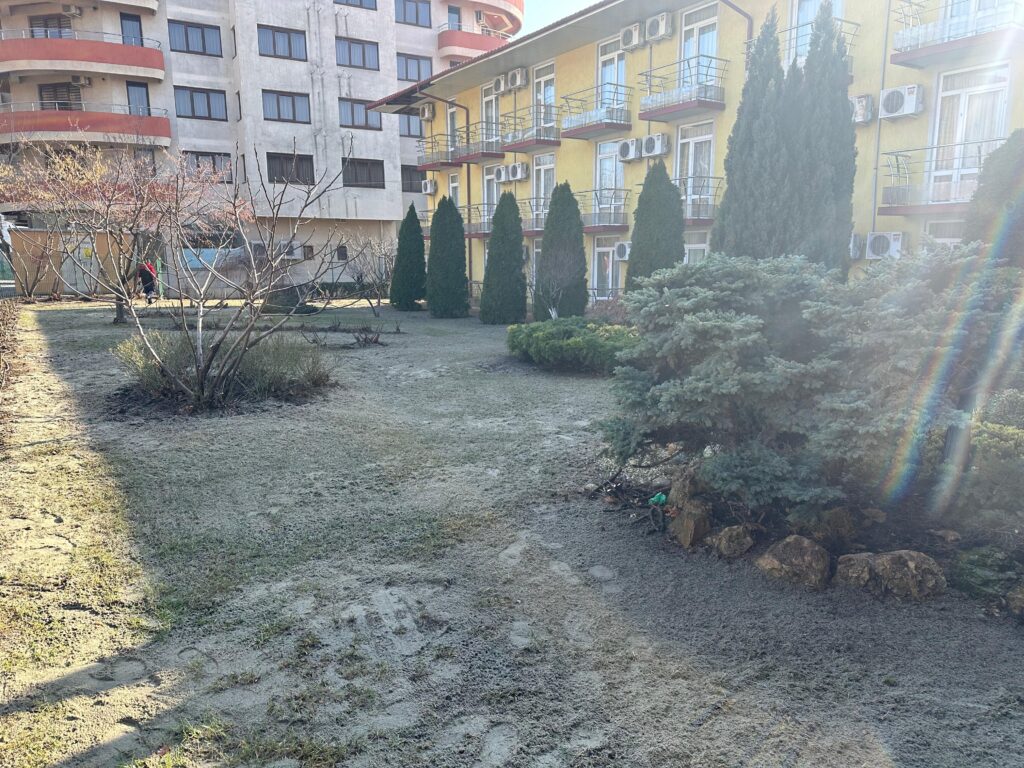 Află cum se plantează și se îngrijește tuia, ce greșeli trebuie evitate și cum poate fi folosită în garduri vii sau amenajări de grădină.