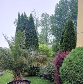 Tuia: plantare, îngrijire și idei pentru grădină
