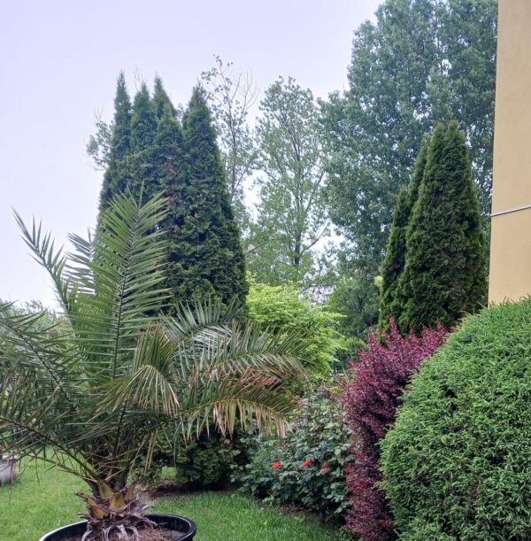 Tuia: plantare, îngrijire și idei pentru grădină